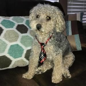 Meet your Posher, Kristen